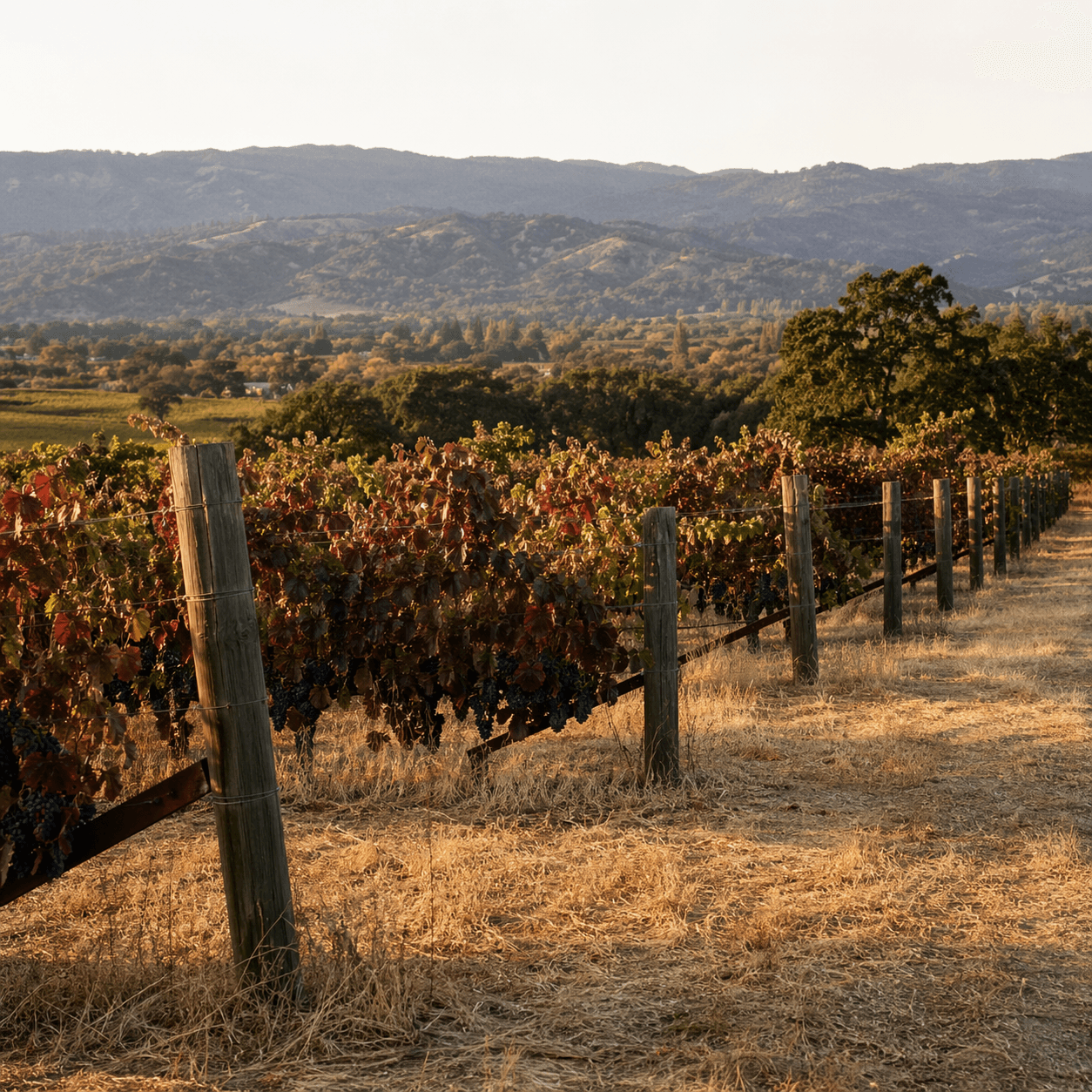 Sonoma vineyard at golden hour with grape rows and hazy valley oaks