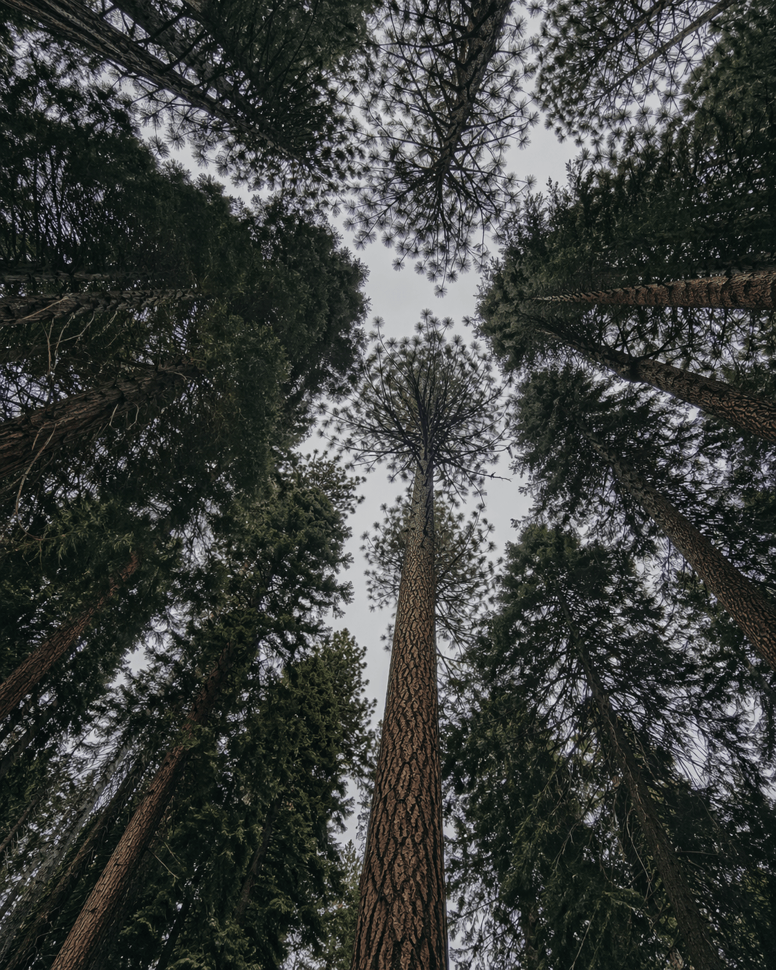 Looking up through mature Ponderosa pines toward an overcast sky